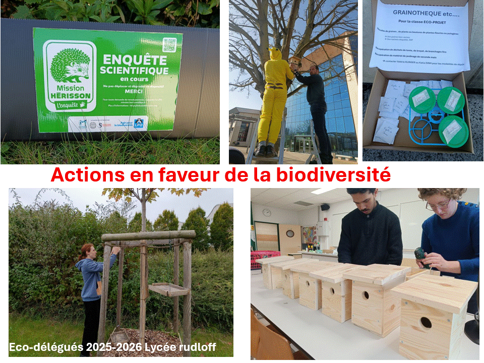 Éco-délégués du lycée: un bilan des actions 2025-2026 en images